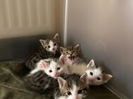 5 Kitten suchen liebevolles Zuhause - Emsbüren