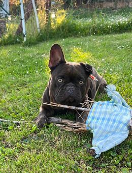 Französische Bulldogge Rüde 3J. Super brav verträglich - Otterberg
