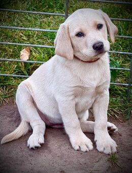 Labrador Welpen - Visselhövede