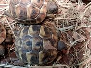 Nachzuchten der Griechischen Landschildkröte - Burg Stargard