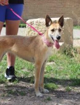 Gassi - und Schmusekönigin Bambi - Jade