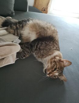 Lieber Katze abzugeben - Bingen (Rhein) Zentrum