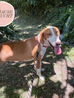 RIVA sucht ihre Herzmenschen ❤️ - Saarbrücken