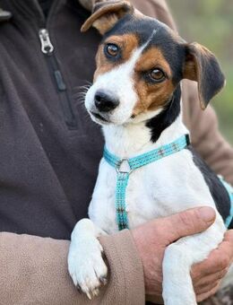 Ich heiße Allie ... - Frankfurt (Main)