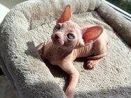 Sphynx Kätzchen - Berlin Marzahn-Hellersdorf