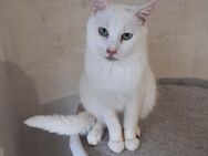 🐱Sanfter Jungkater Toffy🌿 - Eislingen (Fils)