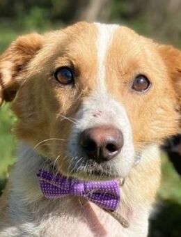 ALEX sucht sein eigenes Zuhause - Gefrees