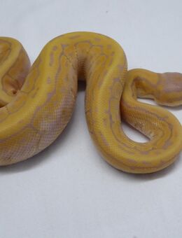 Königspython / Coral Glow Pinstripe 1.0 - Teublitz