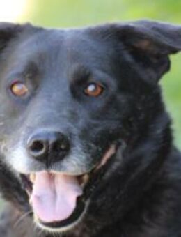 Shamejo - liebenswert u. angenehm - Lohra