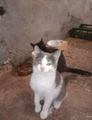 Maincoon-Ragdollmix abgabebereit in 84364