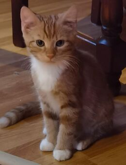 Kitten - Mönchengladbach