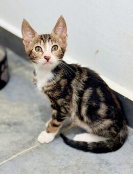 Piha - kleine Tigerin mit großen Ohren - Kirchheim (München)