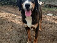 MR. WANG - fröhlicher, lieber Hundejunge - Aerzen