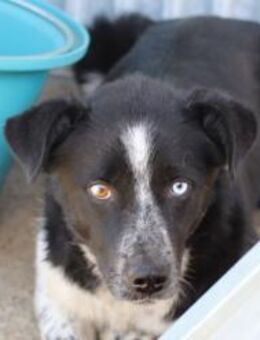 Morris - zutraulich u. verspielt - Lohra