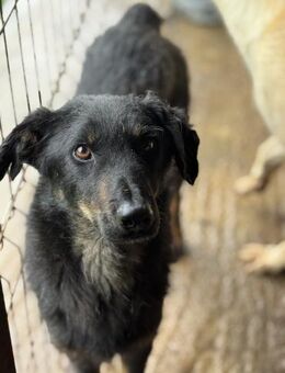 Scooby wünscht sich ein Zuhause 🐾 - Elsdorf (Nordrhein-Westfalen)