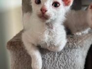 Don Sphynx Kitten Velours - Molbergen