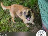 Juna: Liebevolle Hundemama sucht Zuhause - Kirchzell