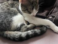 Kitten Kater 4 Monate abzugeben - Enger (Widukindstadt)