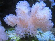 Korallenableger- Meerwasser- Sinularia mollis ? - Siegen (Universitätsstadt)