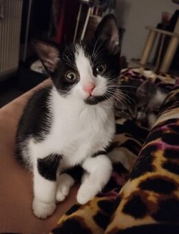 Drei kleine Babykater suchen ein schönes Zuhause - Lügde (Stadt der Osterräder) Hummersen