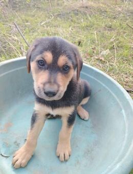 Luna sucht ihre Familie - Berlin