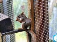 Rothörnchen Amerikanische Eichhörnchen - Schloß Holte-Stukenbrock