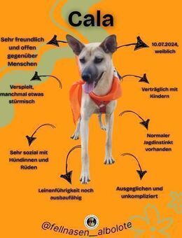 CALA, w., kastr., Mischling, 14 kg - Sipplingen