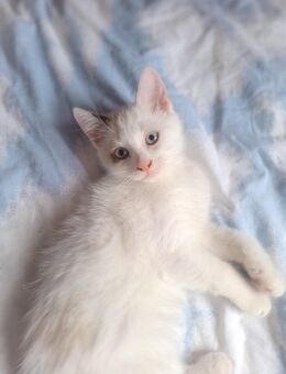 Heilige Birma mix Kitten Kater - Mörfelden-Walldorf