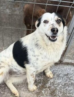 Hope 3 sucht liebe Menschen - Neuhausen (Fildern)