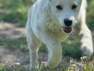 Samojede Siberian Husky Welpen - Zernitz-Lohm