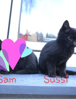 bezaubernde Baby-Kitten ( SUSSI )sucht ein liebevolles Zuhause (ab 09.12.25) - Castrop-Rauxel