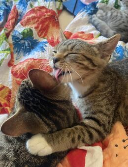4 Süße BKH Kitten, Katze Mädchen und Kater Junge, sofort Abholbereit, geimpft und entwurmt - Siegburg