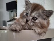 Perser- Birma Edelmix Kitten weiblich - Nohen