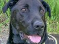Nicki - Perro de Pastor Mallorquin - 4 Jahre - Tierhilfe Franken e.V. in 91207