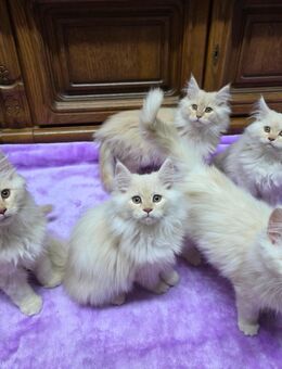 Maine Coon Kitten Katzenbaby weiß + creme Katze - Schwarzenbek