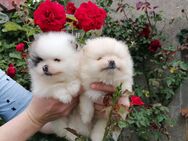 Reinrassige Pomeranian Welpen - Kyritz