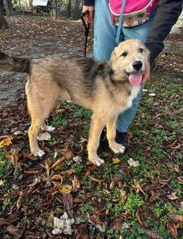 Verschmuster Hundebub TIMMY sucht ♥️ - München