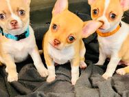 Wunderschöne Chihuahua Welpen zu vergeben - Seevetal