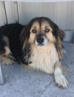 Yves von kettenlos - Bollingstedt