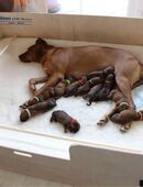 Wurfkiste Wurfbox Welpenbox Stecksystem in 32339