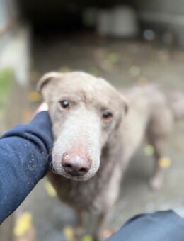 Elvis Presley - Marsberg