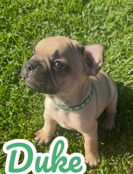 Französische Bulldoggen Welpen - Angermünde