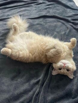 Nadia, kleine Queen - Hattersheim (Main) Zentrum