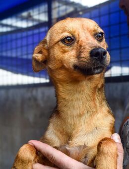 Bezaubernde Hündin Klemi - Velbert