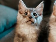 Maine Coon Kitten - Marne