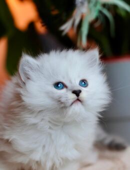 BLH-Kitten (männlich) sucht seine neue Familie. - Berlin