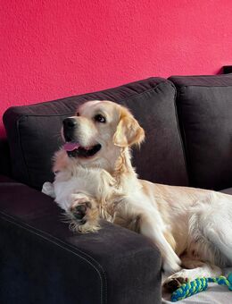 Deckrüde Golden Retriever - Menteroda