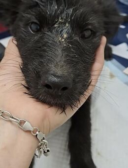 NALA - (liebevoll und verspielt) - Köln