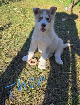 Titel: Siberian Husky Welpen suchen ein liebevolles Zuhause - Ebstorf (Klosterflecken)