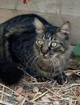 Sanfter Kater mit großem Überlebenwillen - Bochum